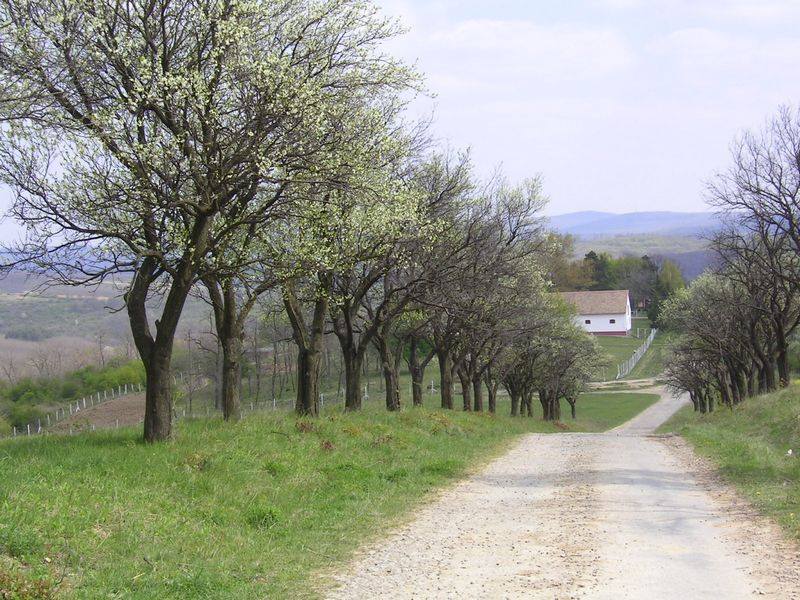 Die lange Anfahrt zum Haus